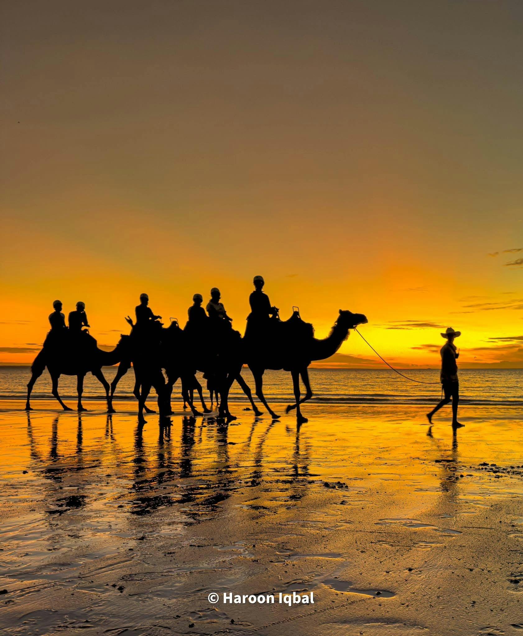 Darwin Camel Rides