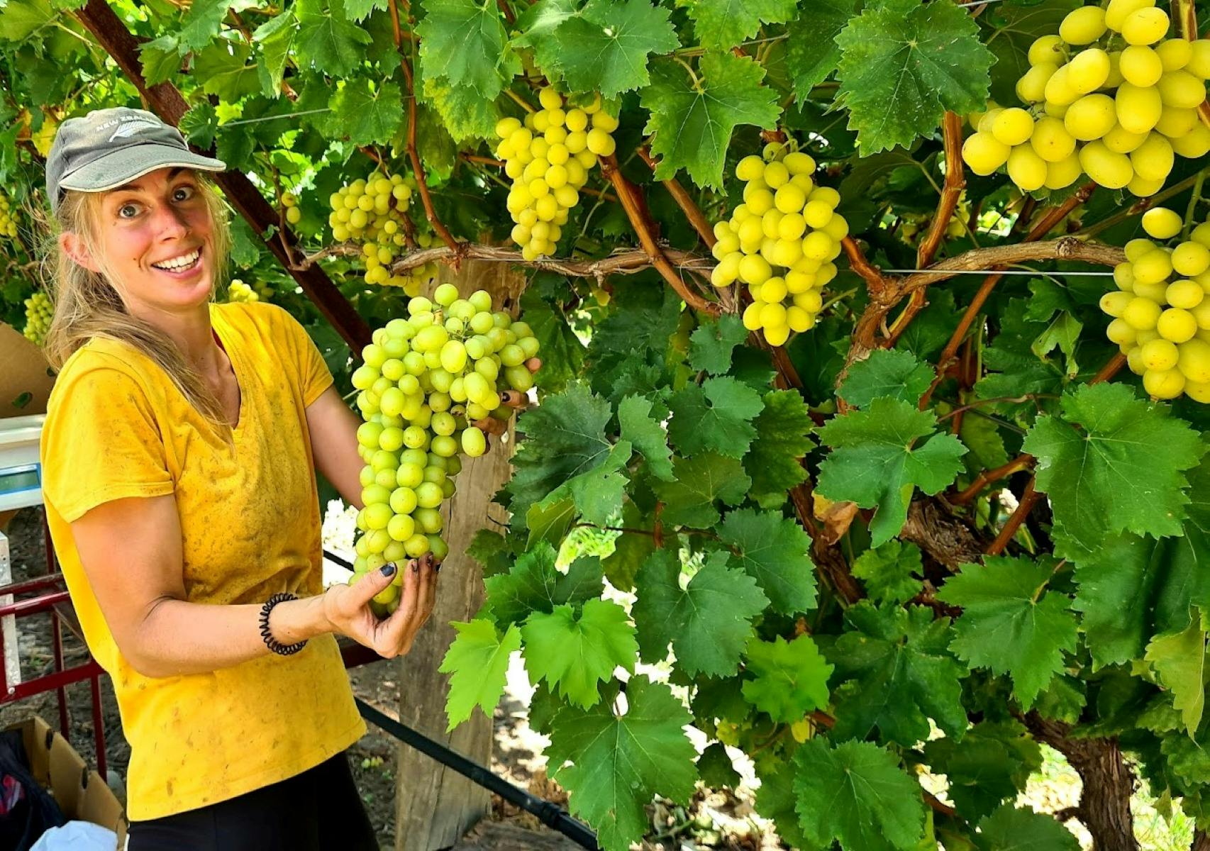 Table grape picking