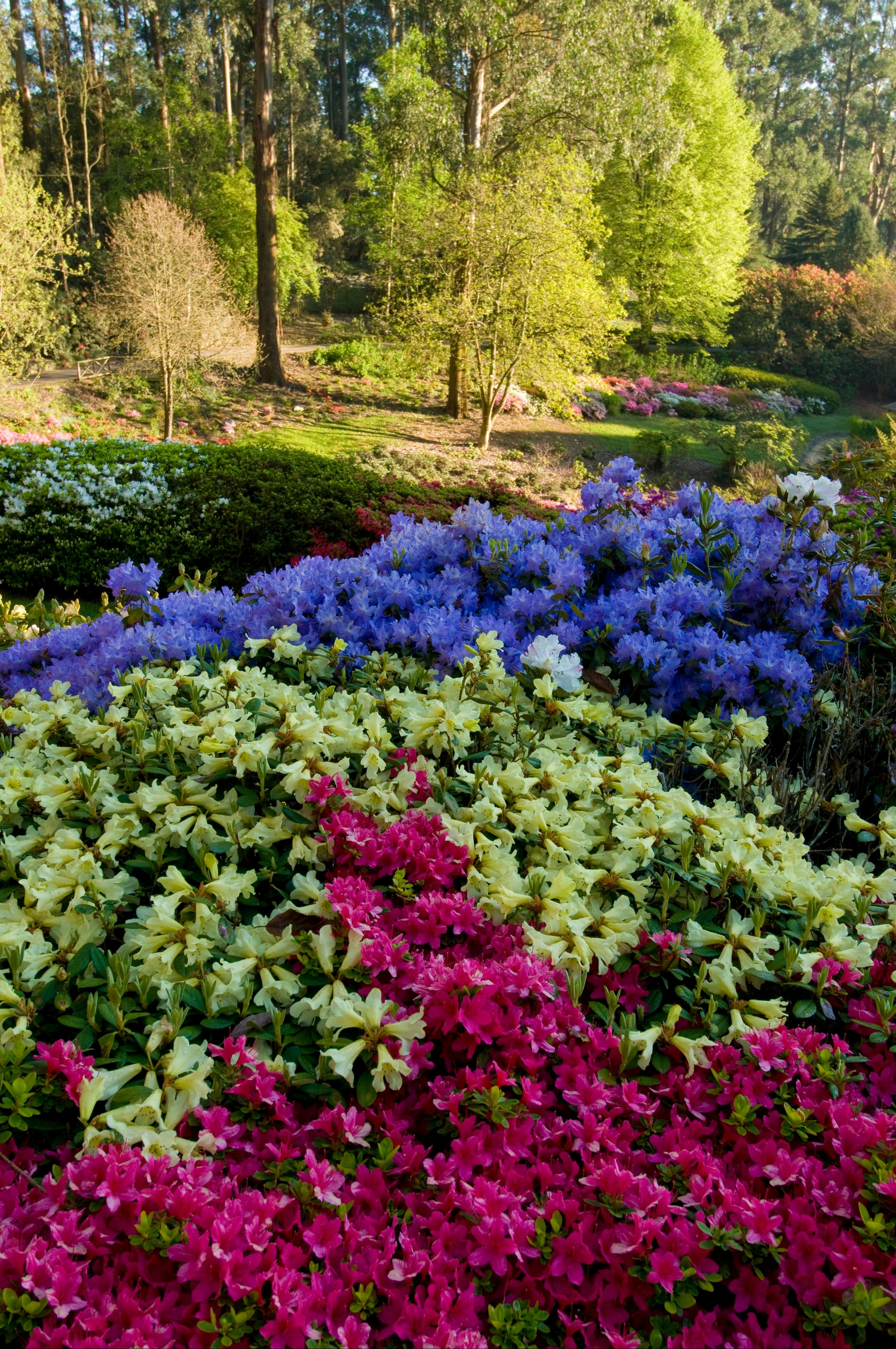 Dandenong Ranges Botanic Garden. Credit: Parks Victoria