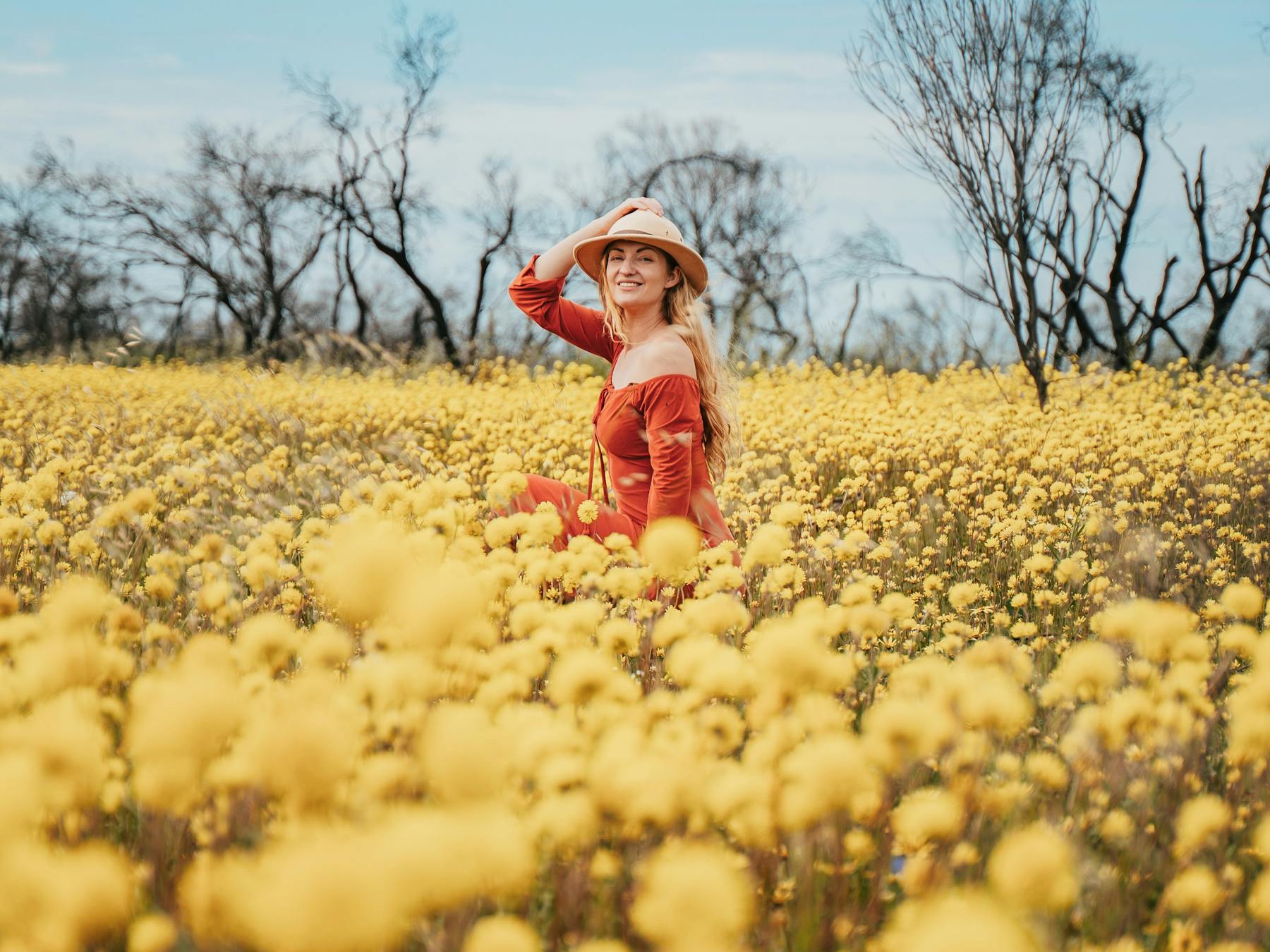 Wildflower Country, Everlastings, Wildflower Tours