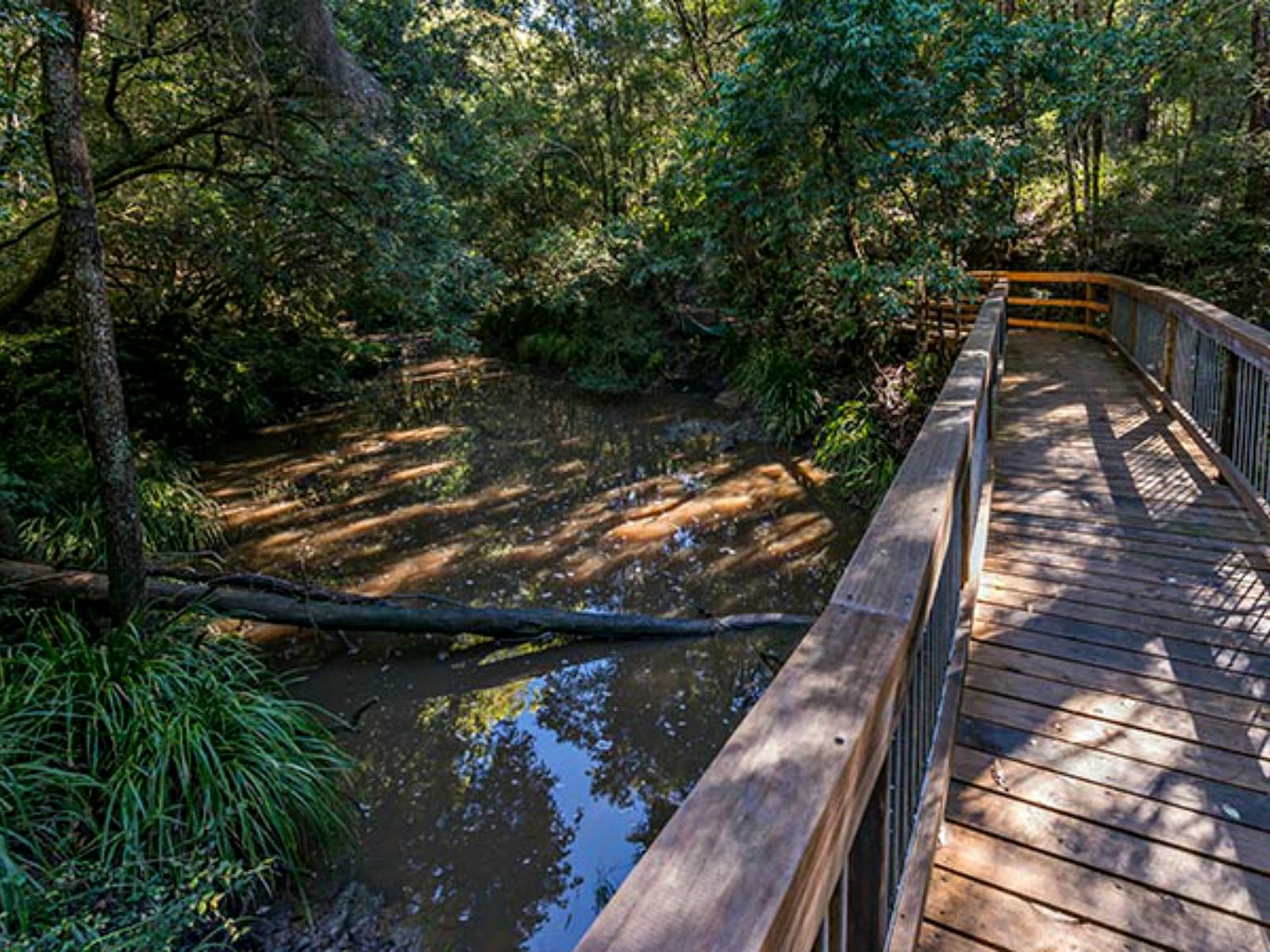 Ms Kellys walking track, Brimbin Nature Reserve. Photo: John Spencer