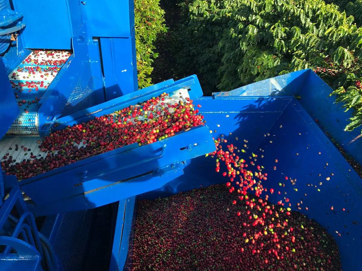 Ripe Coffee Cherries from Jaques Coffee Harvester