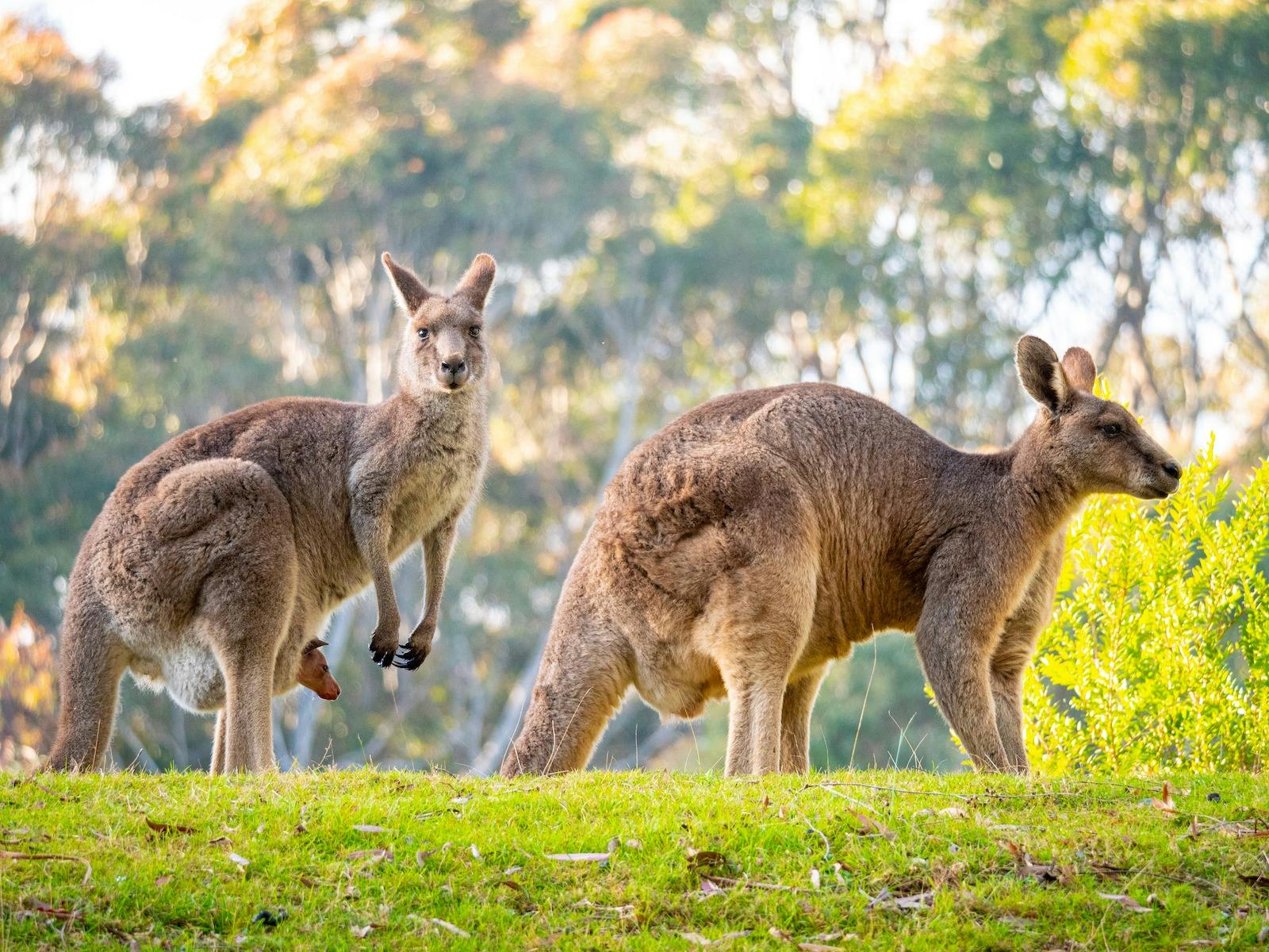 Kangaroo Joey Tanja Lagoon Camp