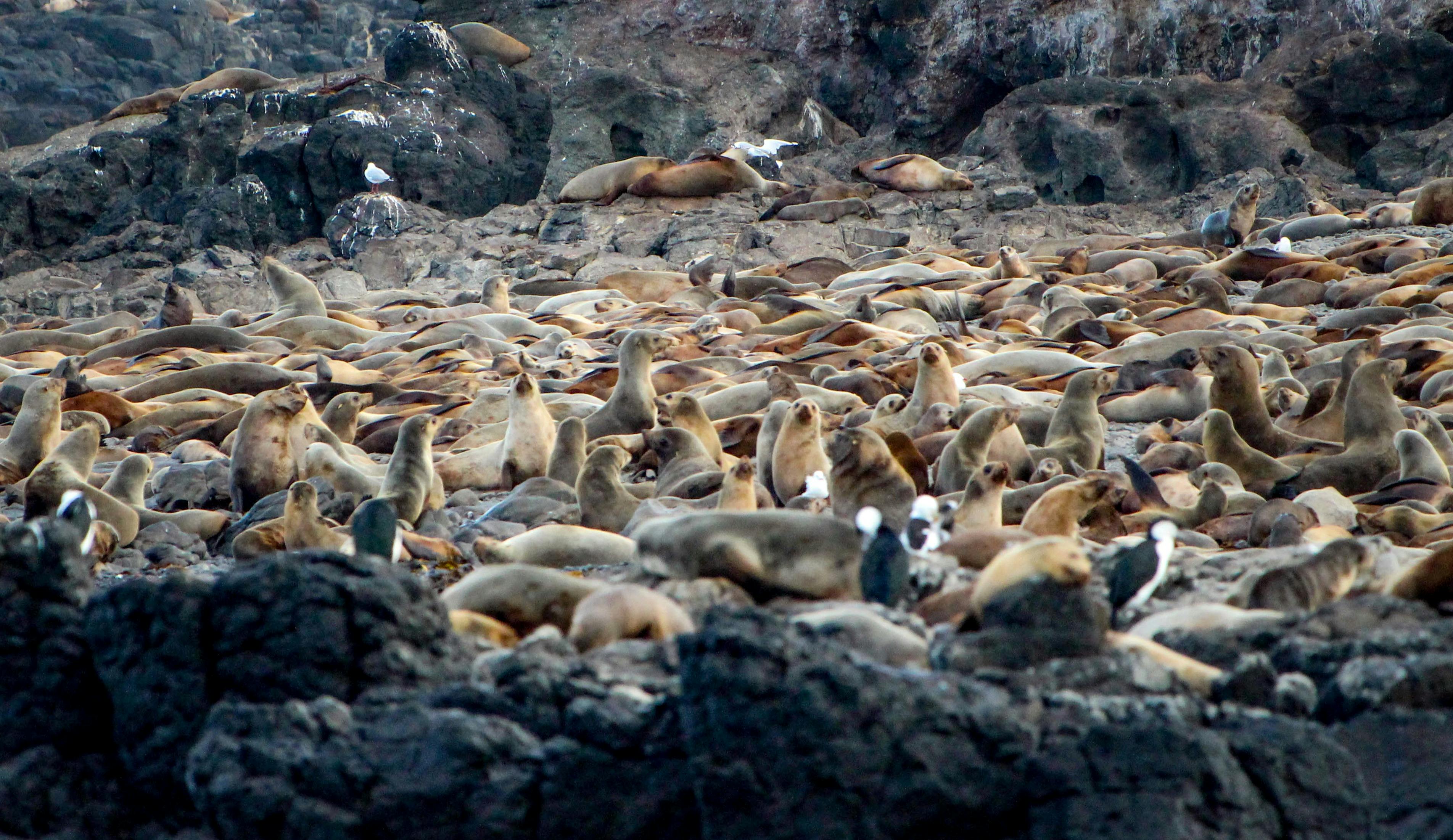 Seal Rocks Phillip Island