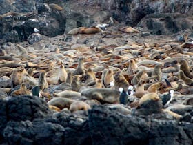 Seal Rocks Phillip Island