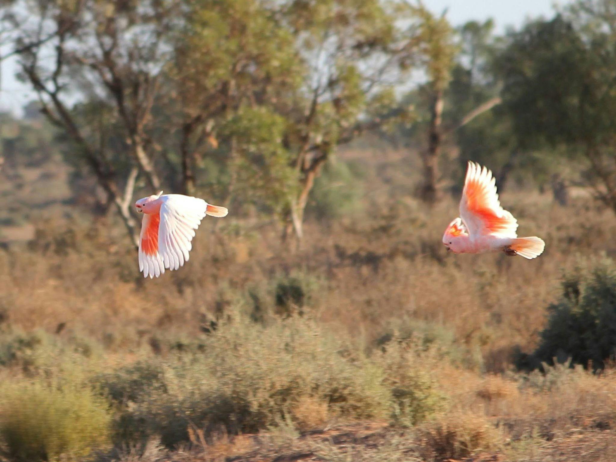 Mungo National Park