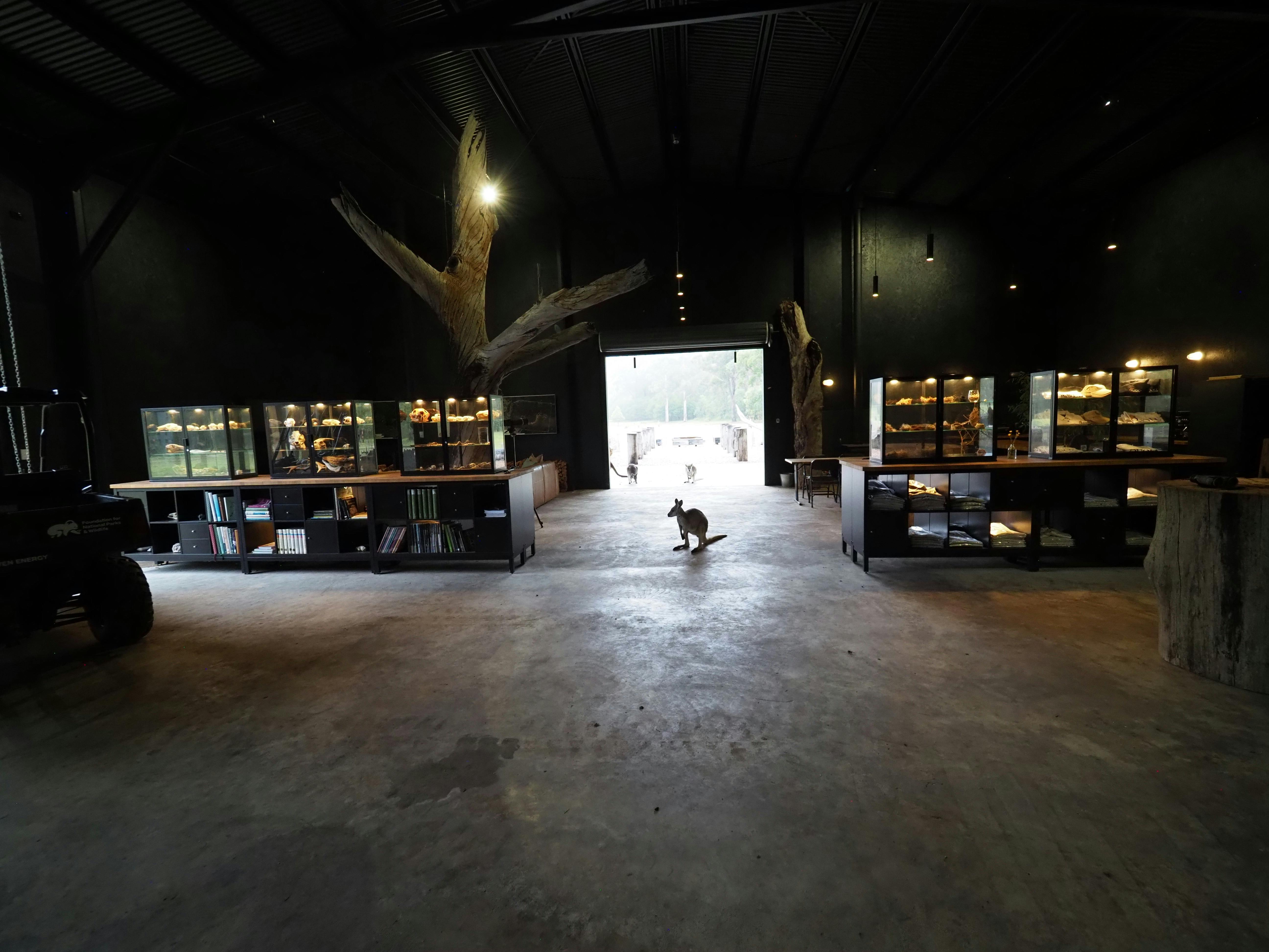 우리의 자유로운 야생 동물 중 일부는 우리에게 다가와서 인사하는 것을 좋아합니다.