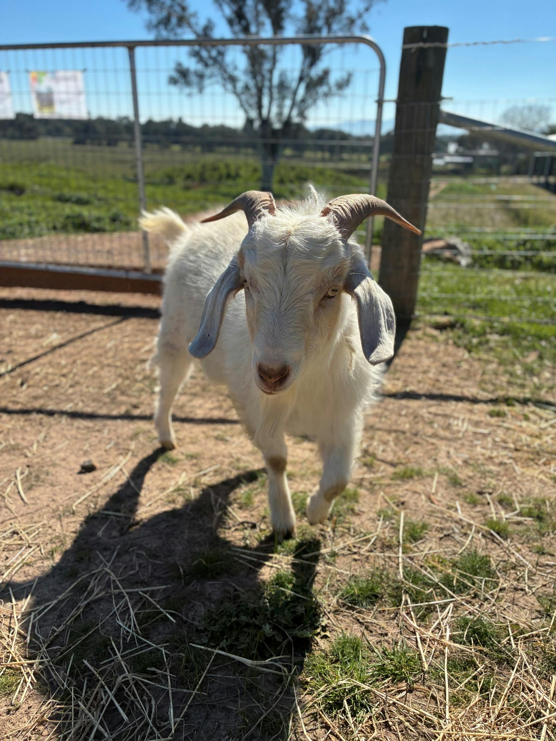 miniature goat
