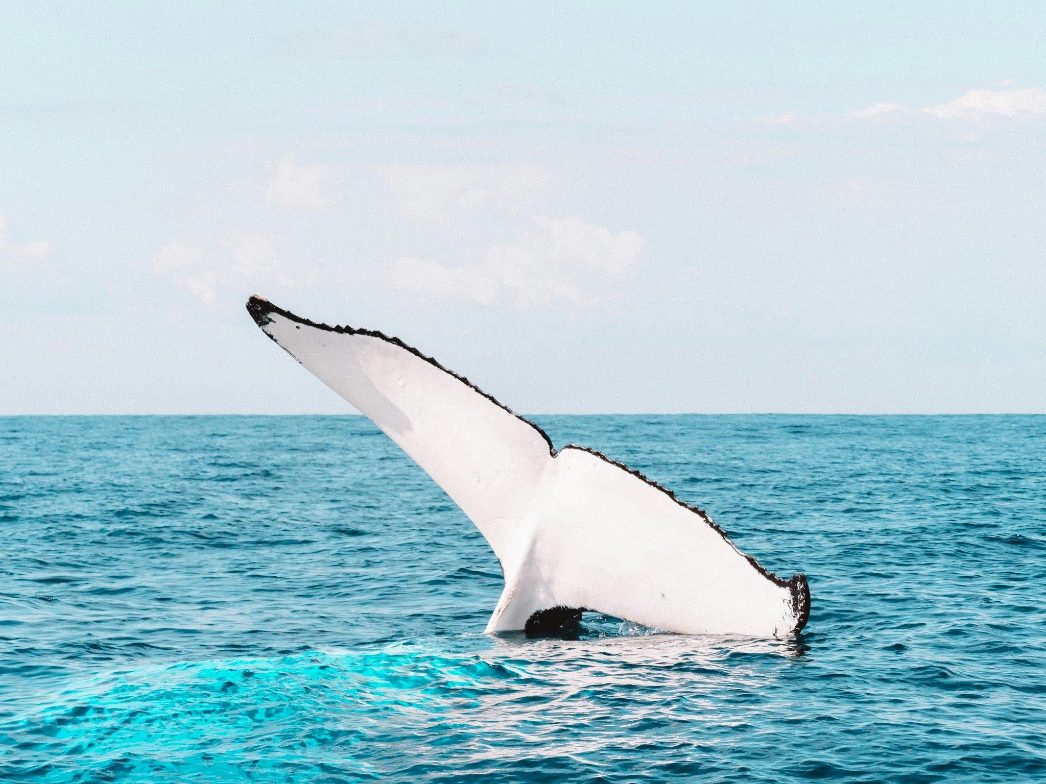 whale watching Byron Bay