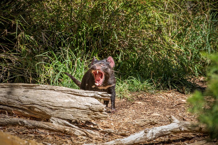 Cleland Wildlife Park Night Walks