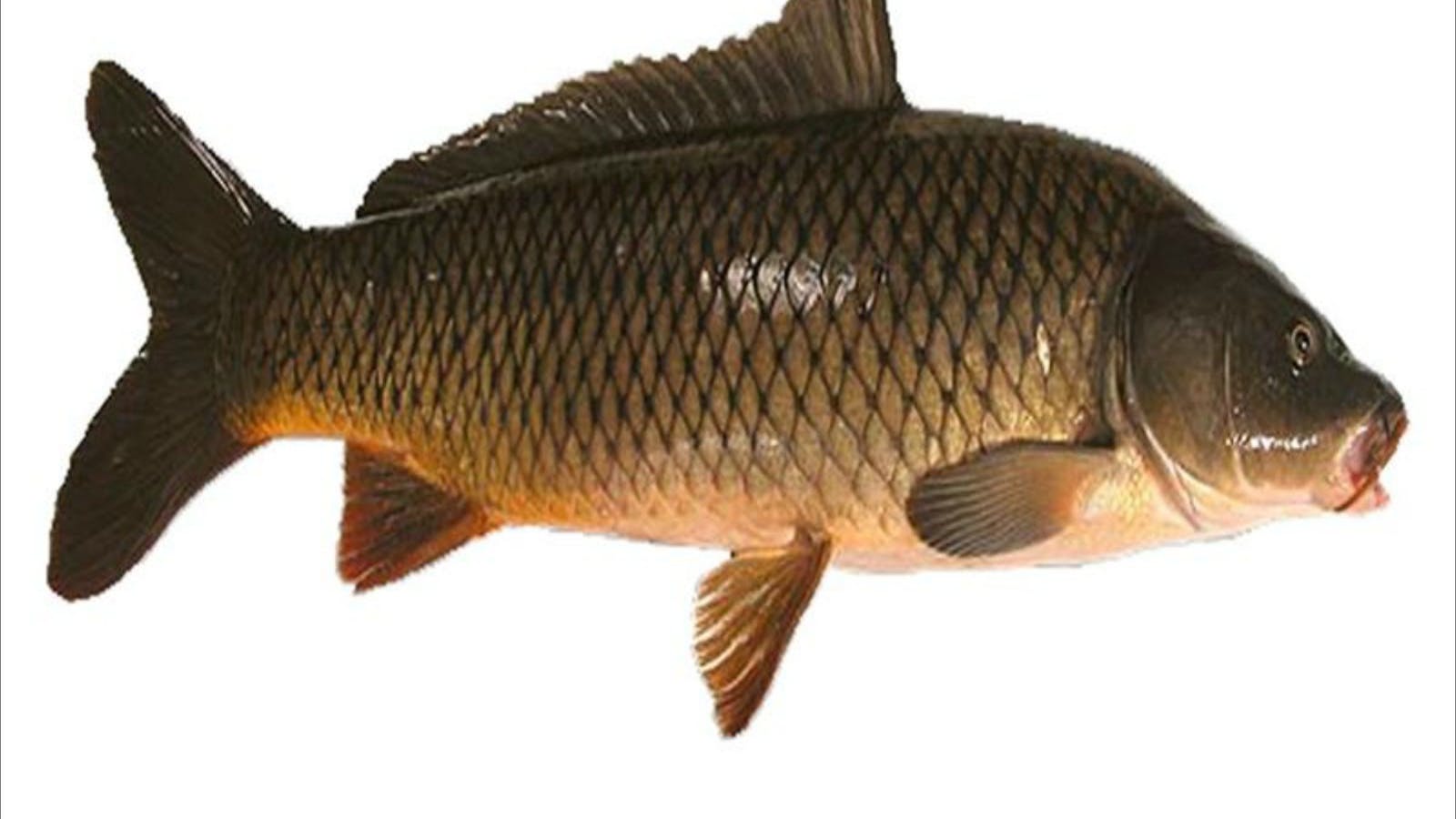 Narrabri Carp Muster