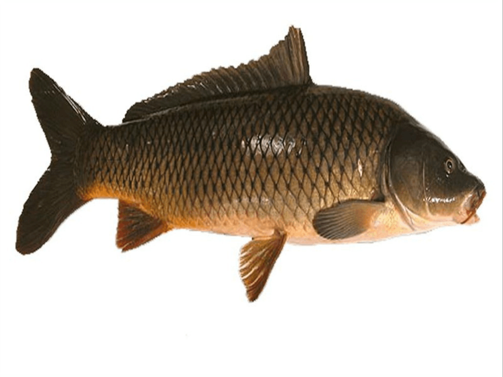 Image for Narrabri Carp Muster