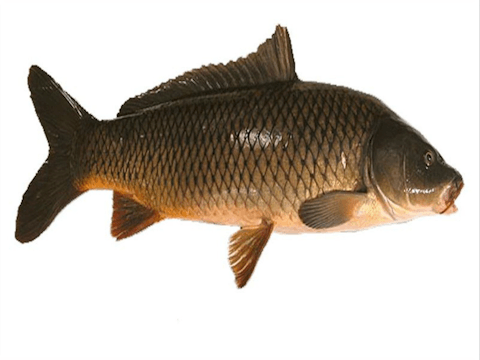 Narrabri Carp Muster