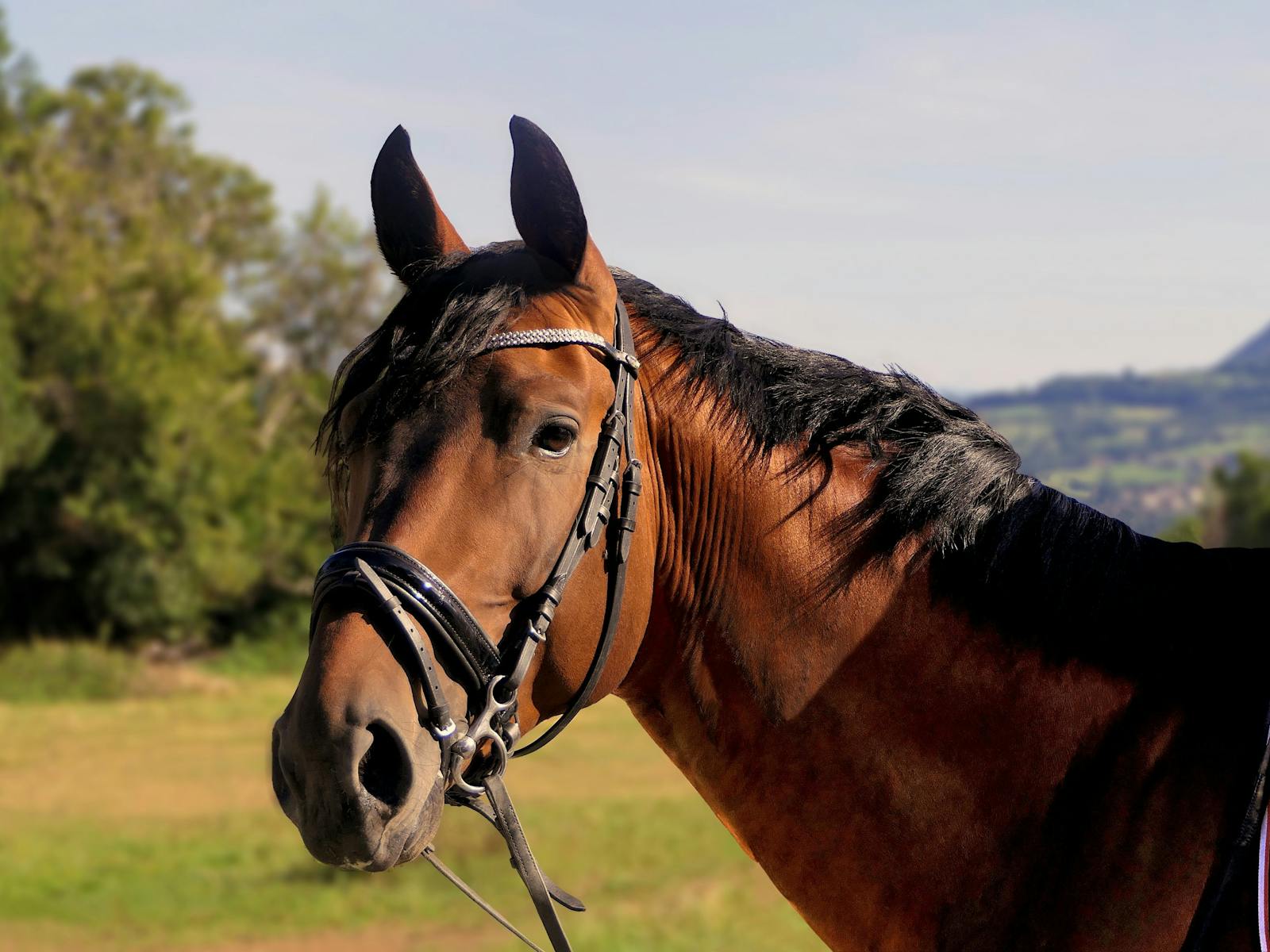 Image for Eurobodalla Spring Show