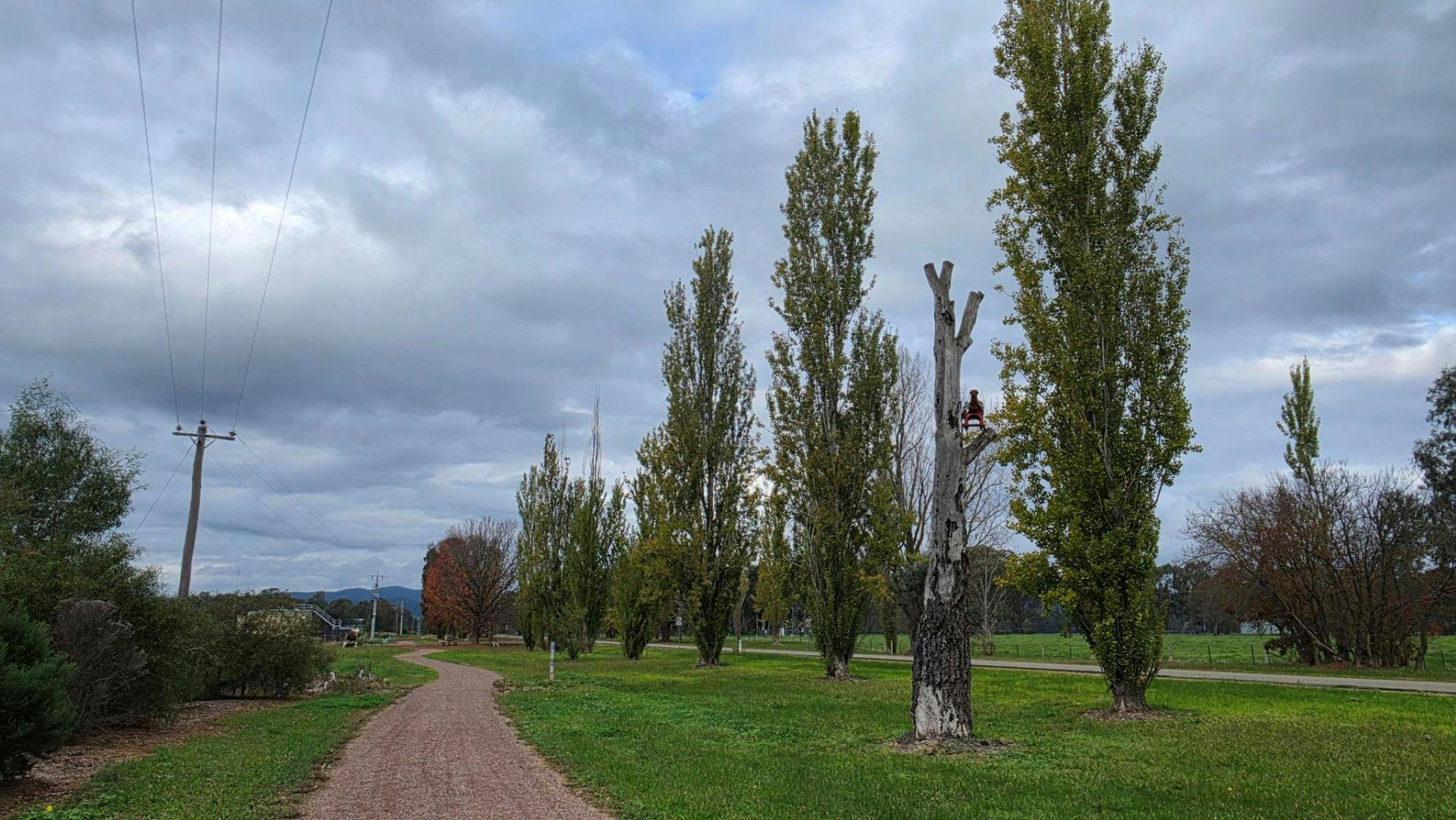 A gravel path winding through green grass, lined with tall trees.