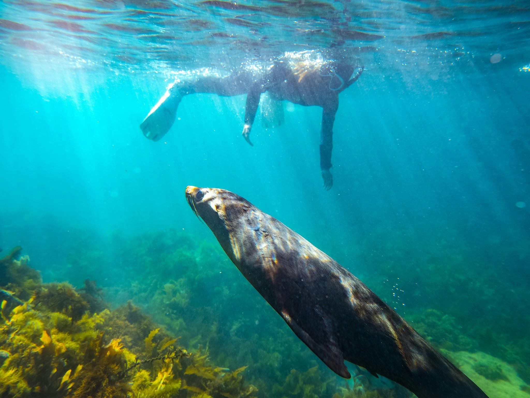 Snorkel with Wild Seals