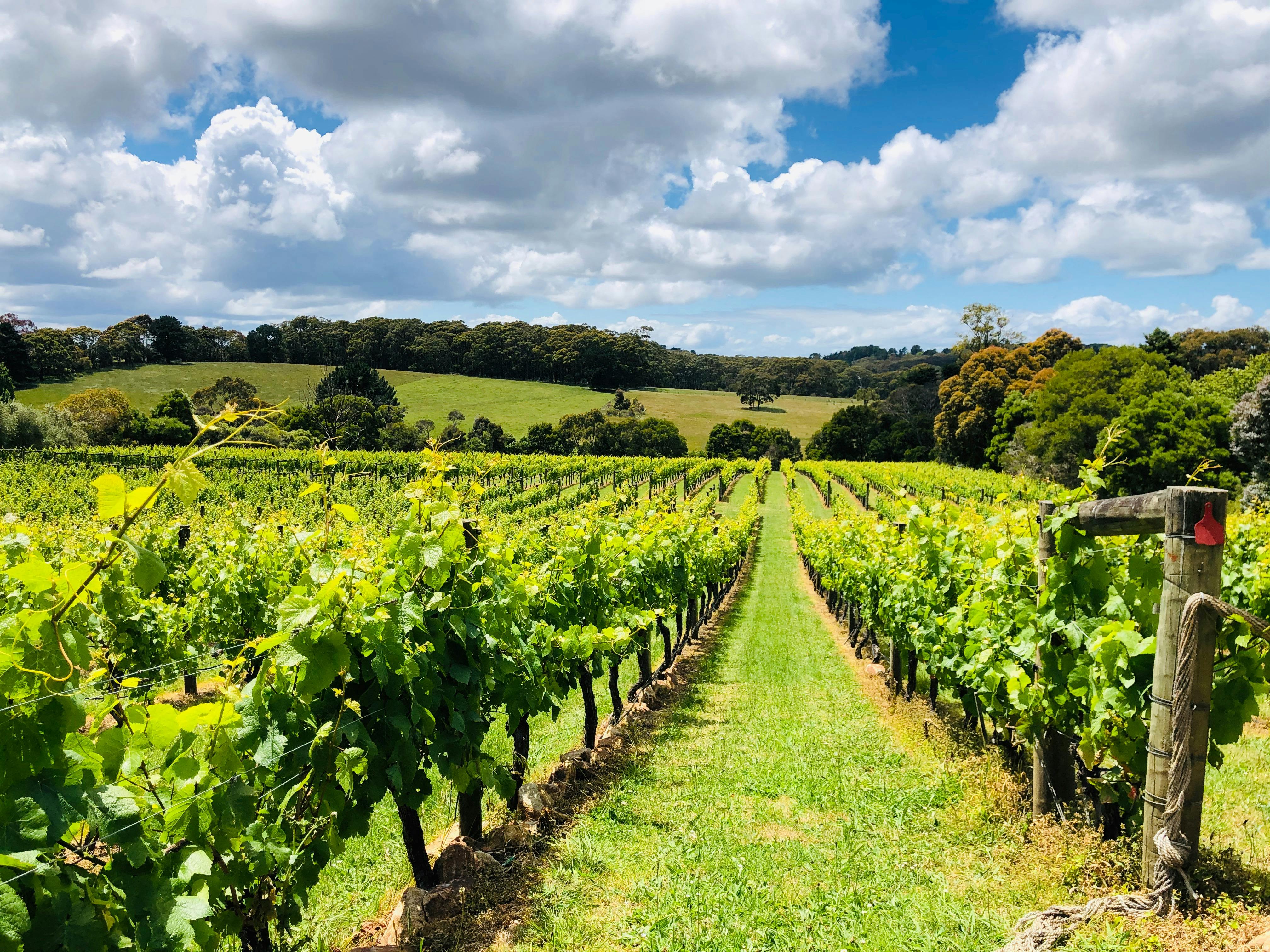 Valley of Vines