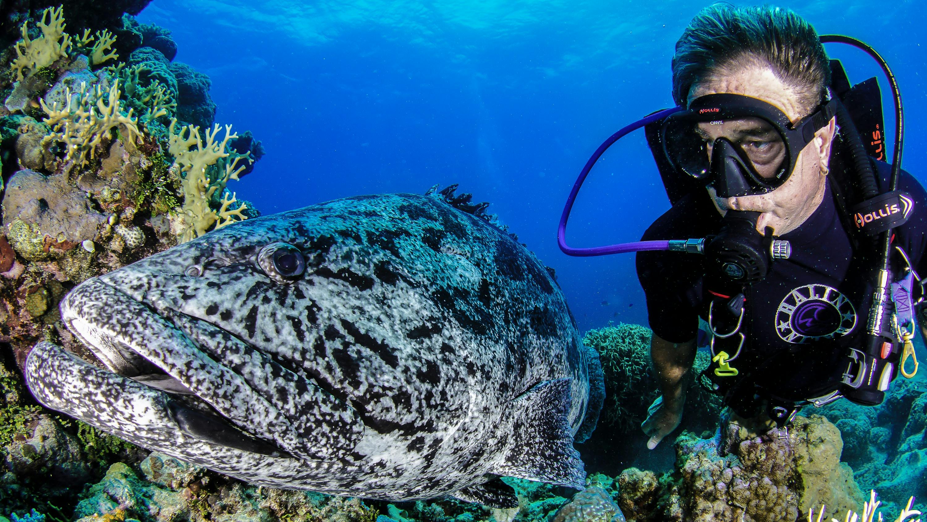 Mike Ball Dive Expeditions Cairns Great Barrier Reef   A4e2d54a57b60bcdbcbfa610bccc4a43 