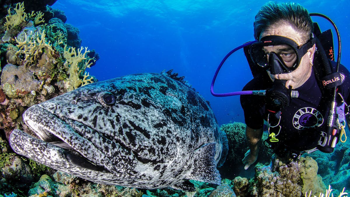 Diver size fish at the Cod Hole