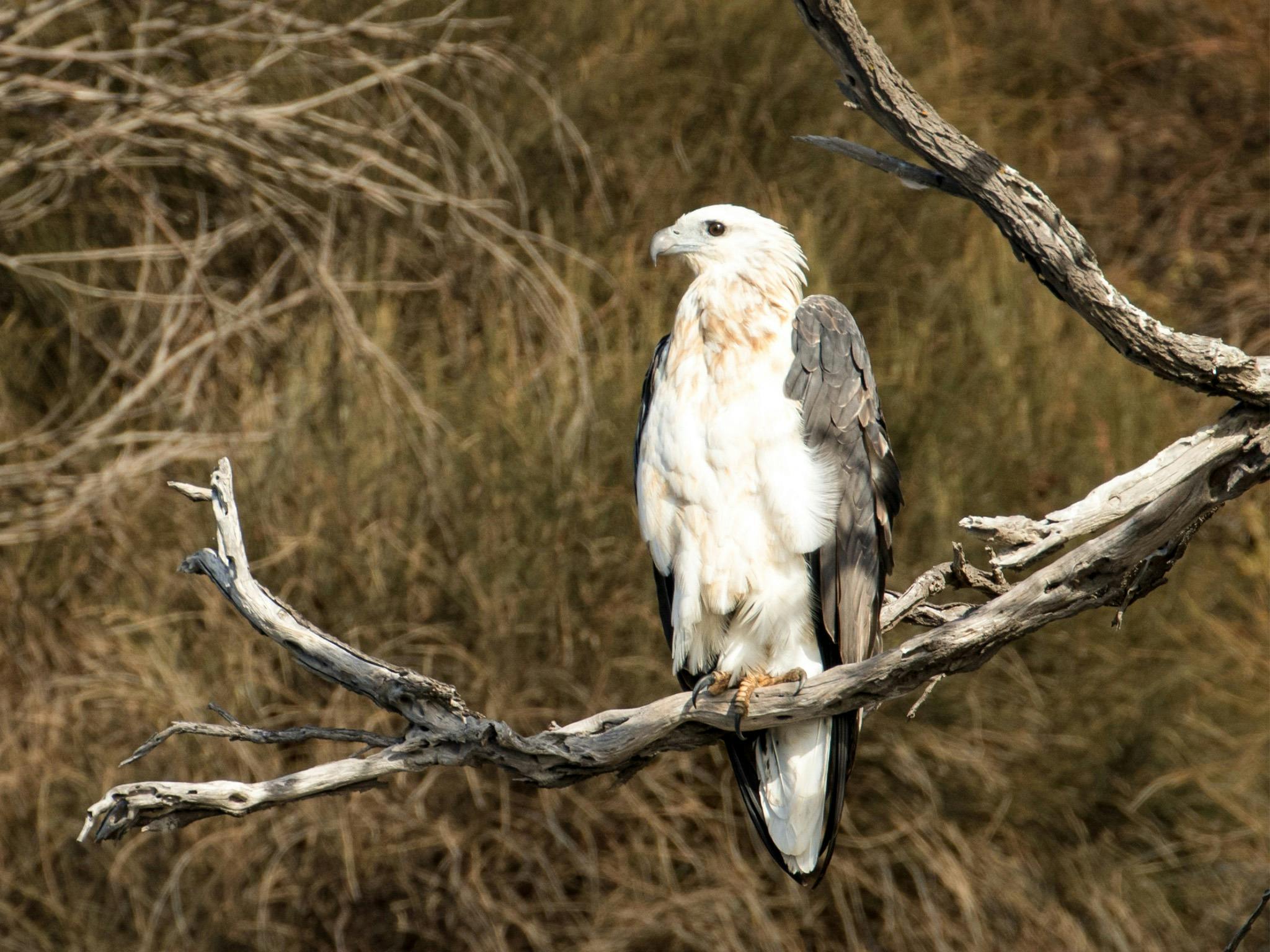 A white-bellied sea eagle perches on a branch