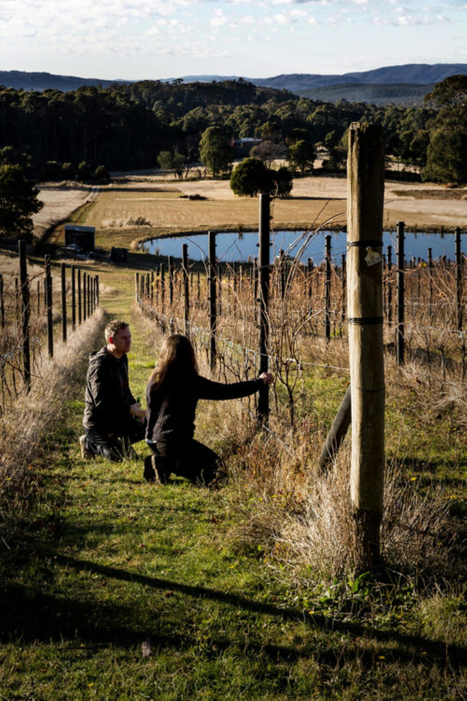 Hand-picking fruit, in our Thorley Vineyard, Stanley