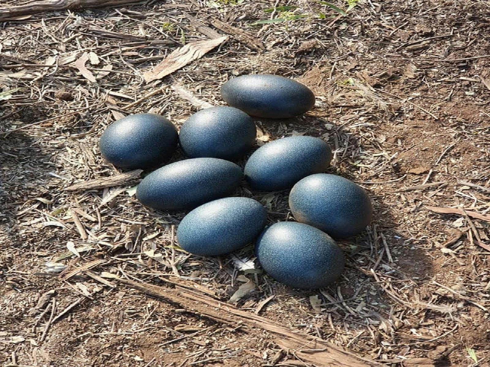 Eggs