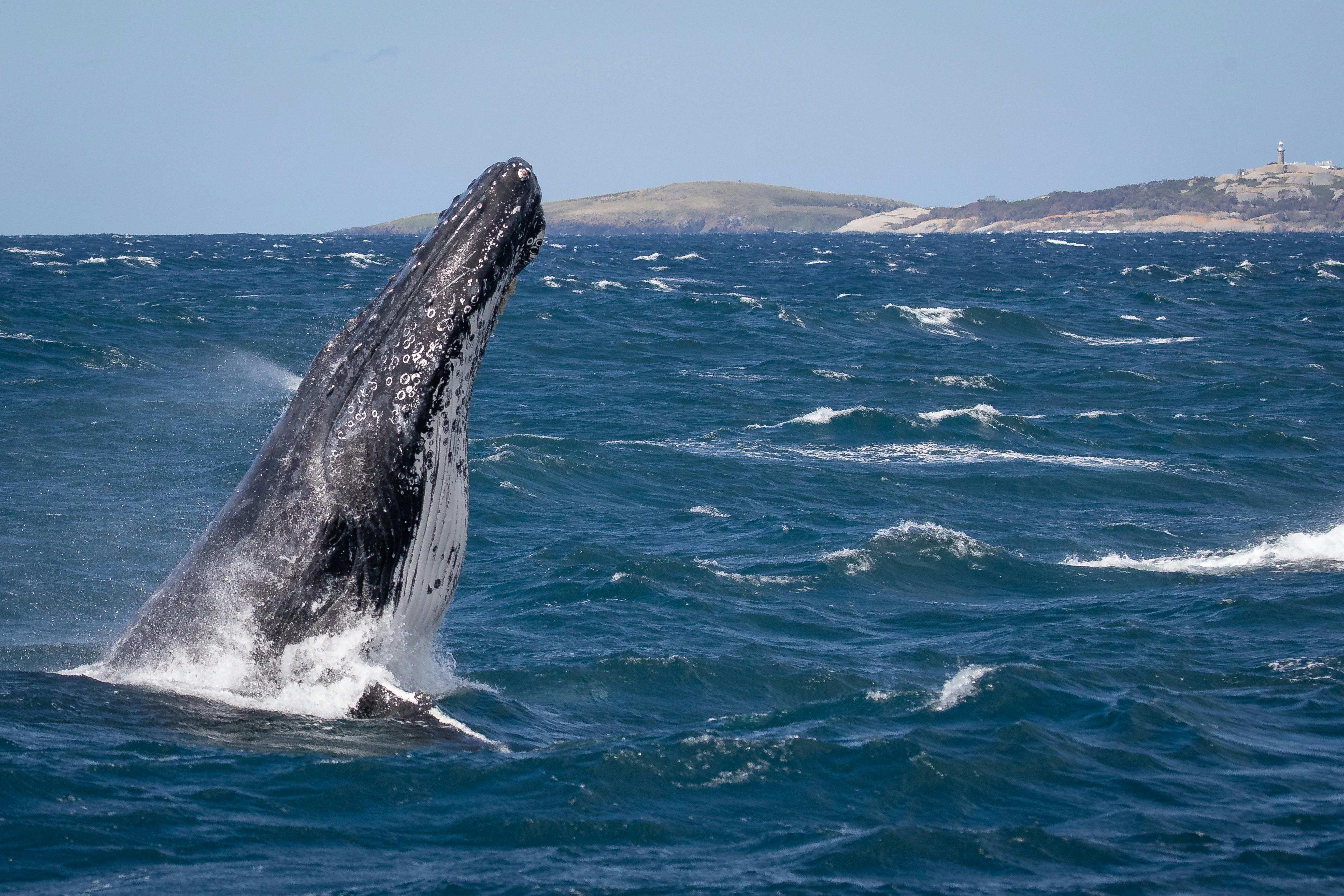 Photo of whale head lunging off Bermagui aboard Bubbles, 2021