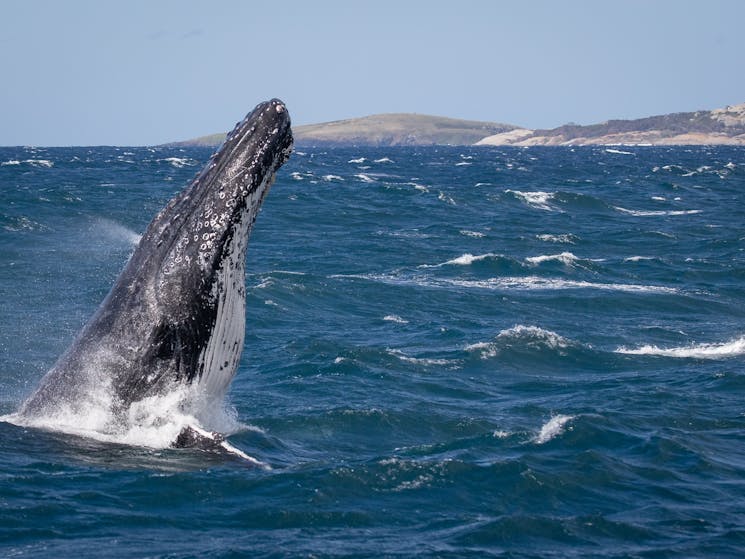 Photo of whale head lunging off Bermagui aboard Bubbles, 2021