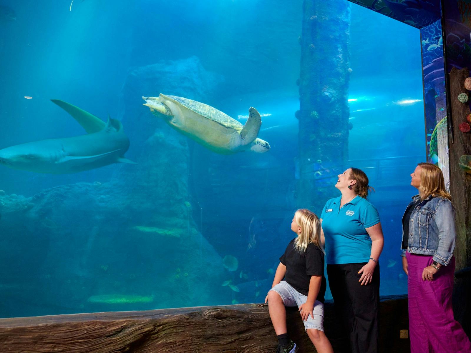Celebrate 25 years of SEA LIFE Melbourne Aquarium with a Turtle-tastic Adventure