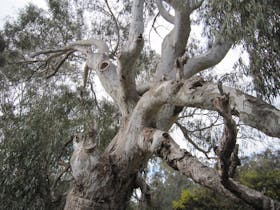 Major Mitchell Tree, Large gum tree with branches going in different directions, gum leaves, wattle