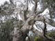Major Mitchell Tree, Large gum tree with branches going in different directions, gum leaves, wattle