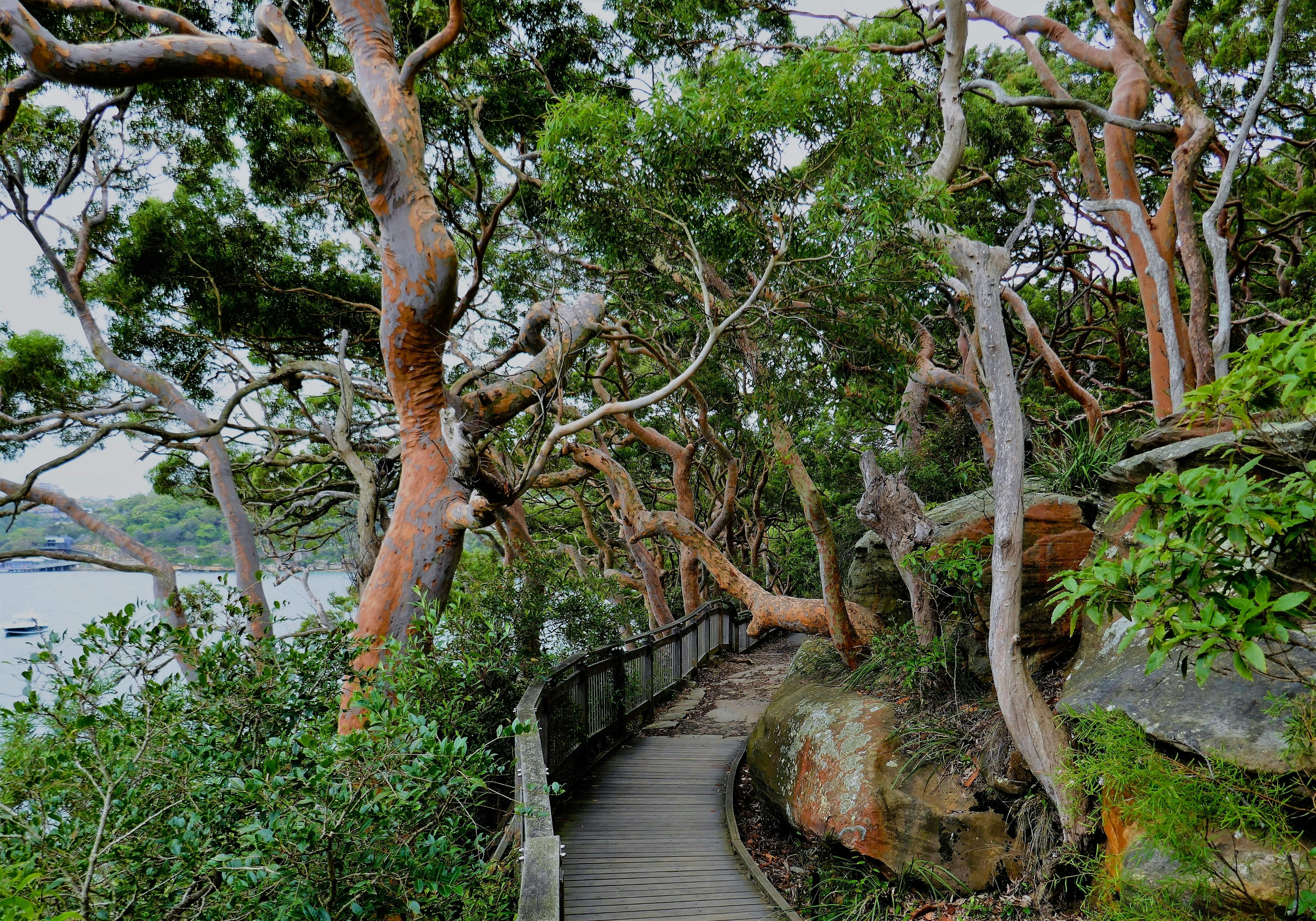 Learn about the indigenous flora and fauna of Sydney