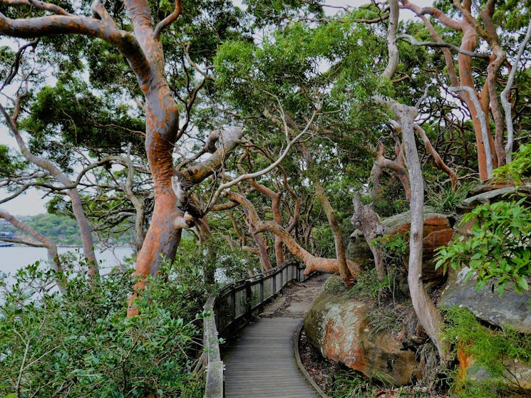 Learn about the indigenous flora and fauna of Sydney