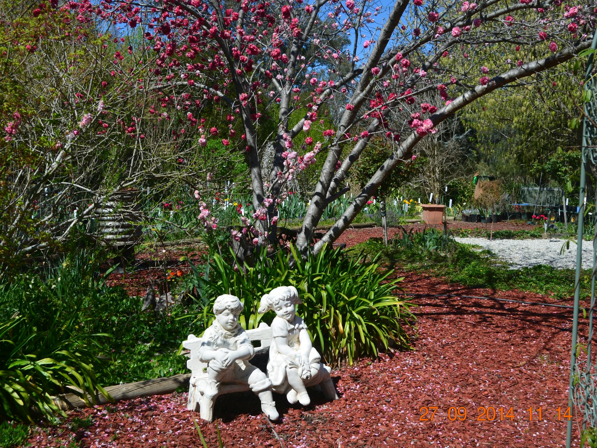 Riverina Iris Farm Open Garden and Iris Display