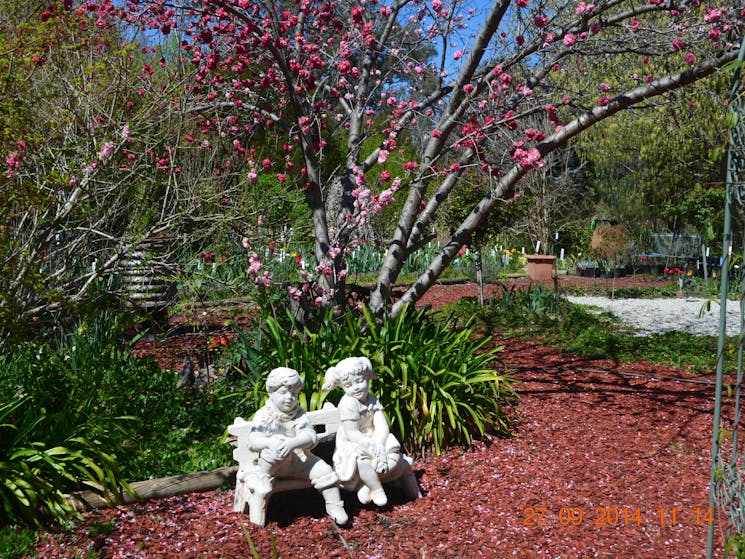 Riverina Iris Farm Open Garden and Iris Display