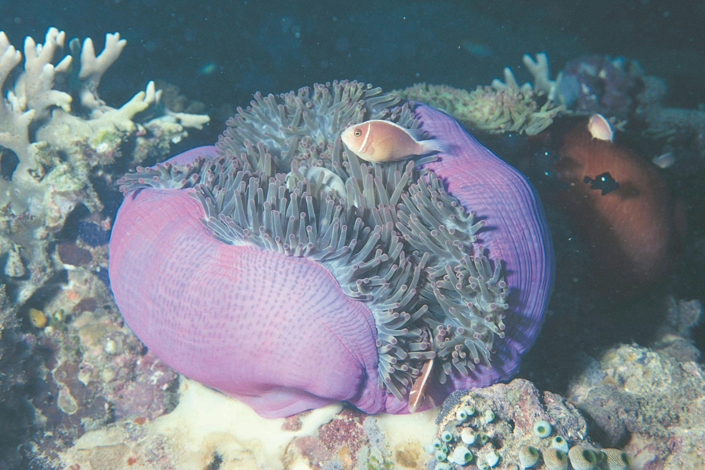 Rowley Shoals, Broome, Western Australia