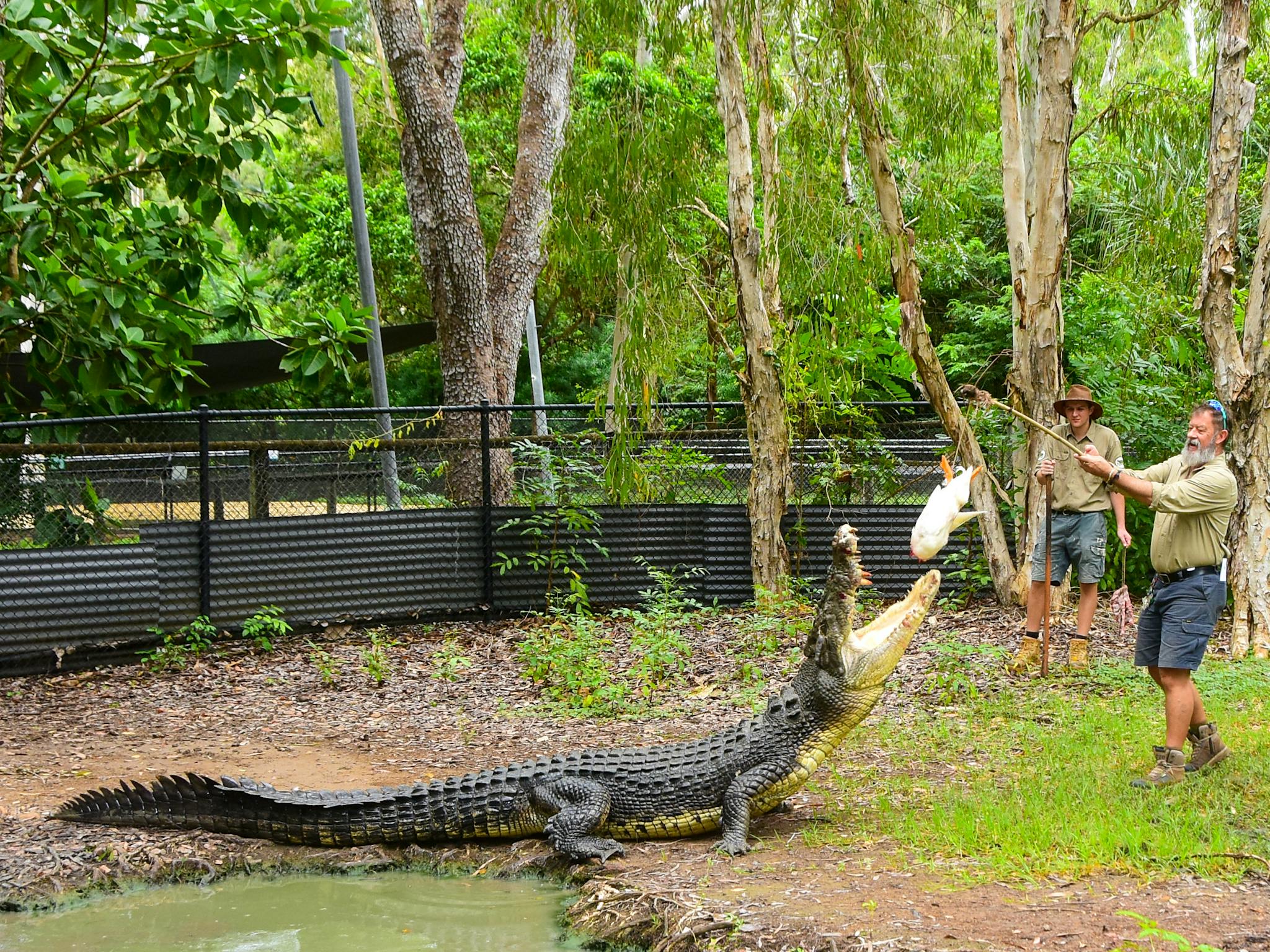 Rangers feed our mughty estuarine crocodiles