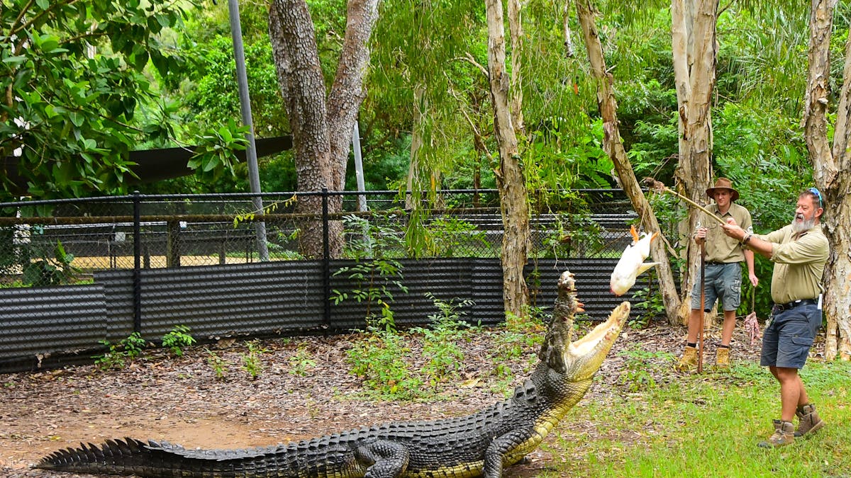 Rangers feed our mughty estuarine crocodiles