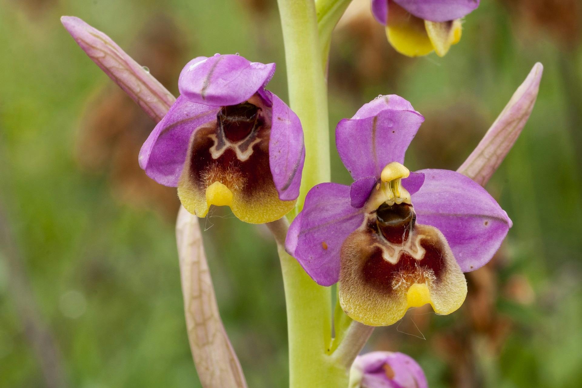Purple Catleya Orchid