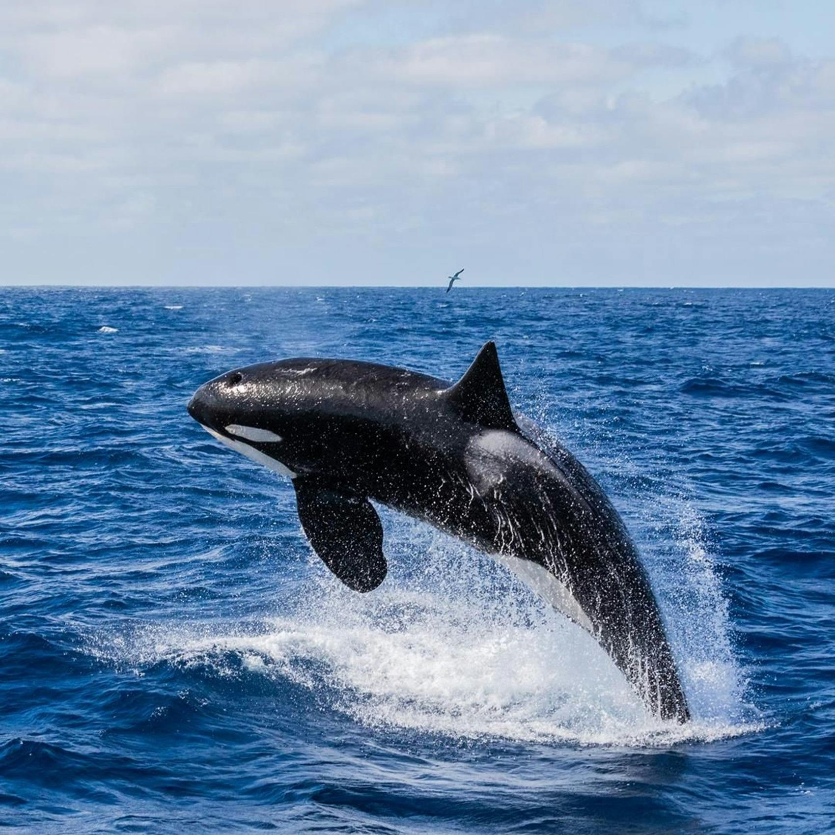 Orca