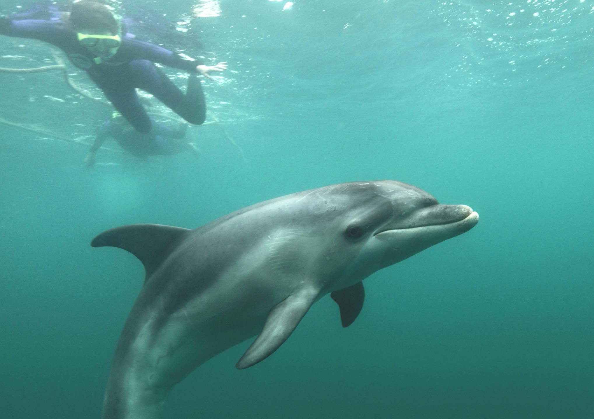 Wild dolphin swim sorrento mornington peninsula victoria australia