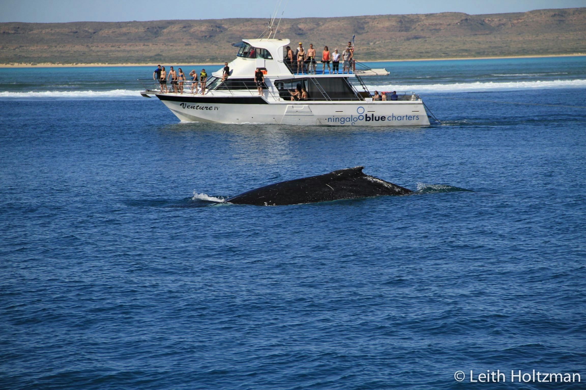 Ningaloo Blue Dive, Exmouth, Western Australia