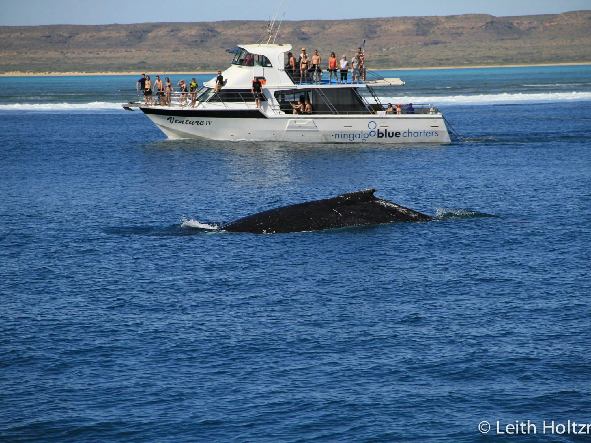 Ningaloo Blue Dive, Exmouth, Western Australia