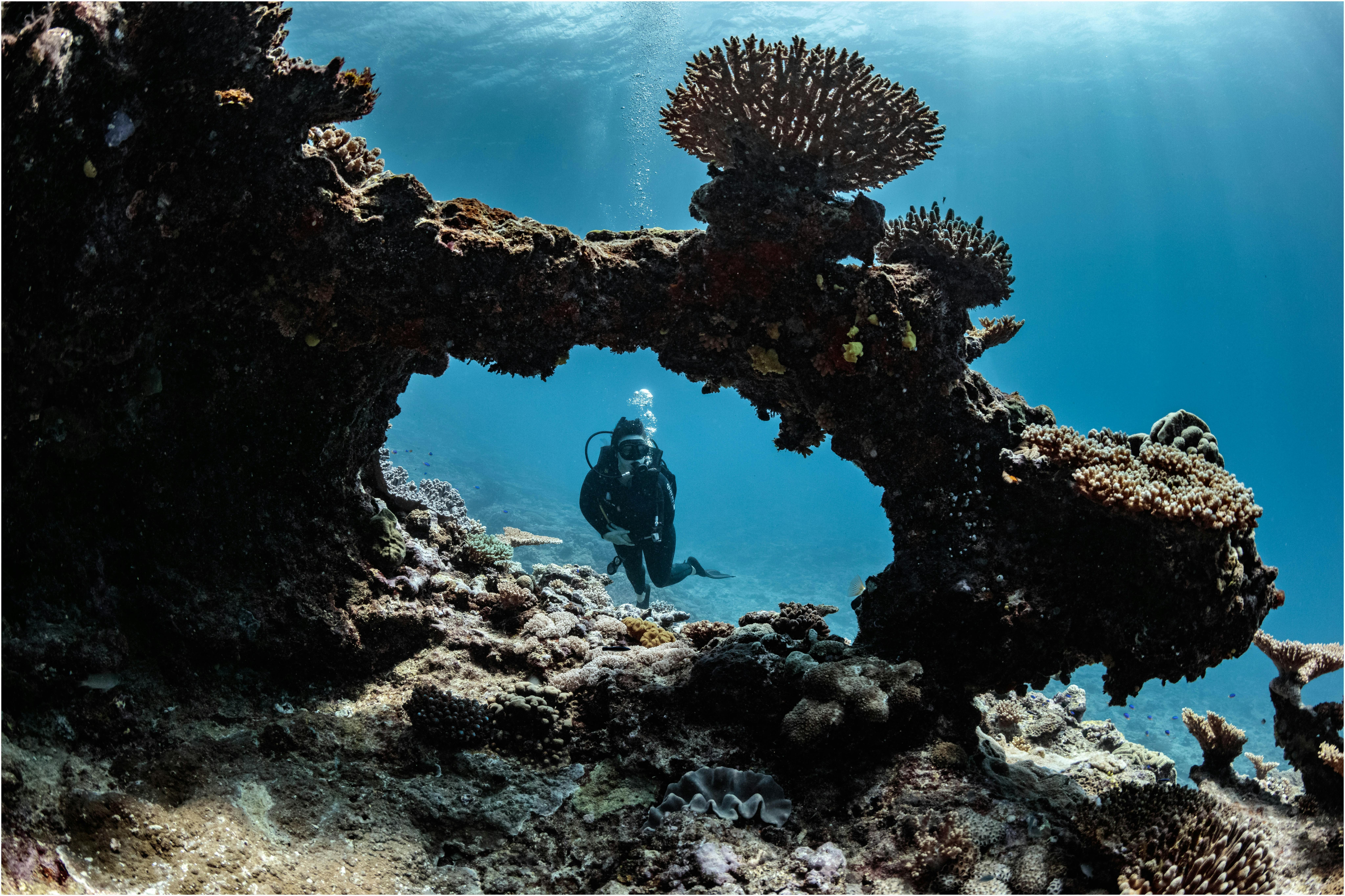 Lady Musgrave Island Dive Sites
