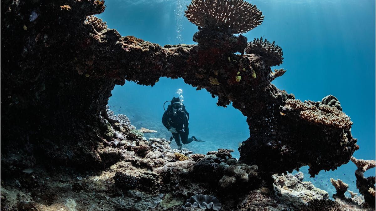 Diver swims through a coral arch on Lady Musgrave Island