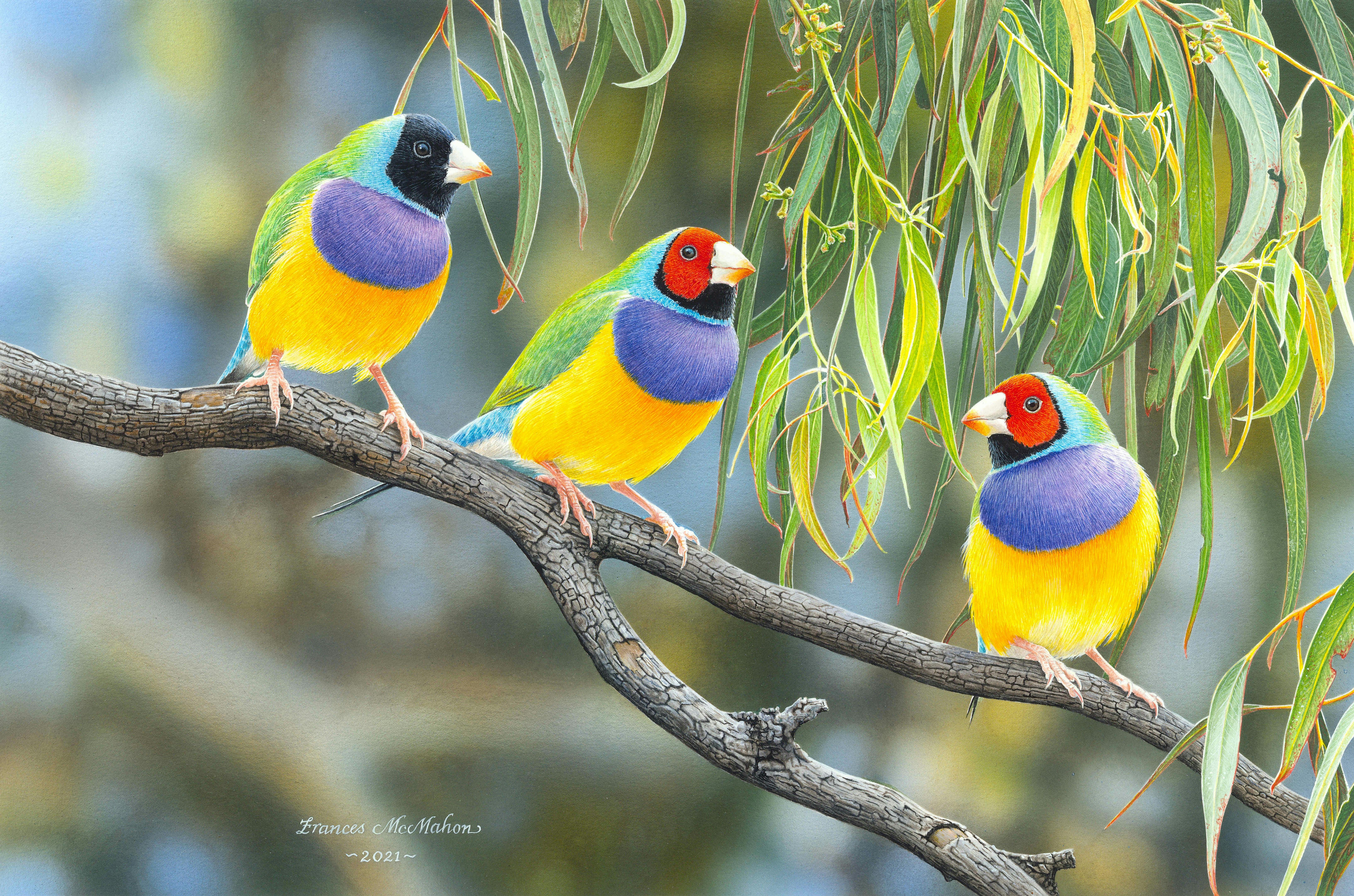 photo of Francis finch paintng