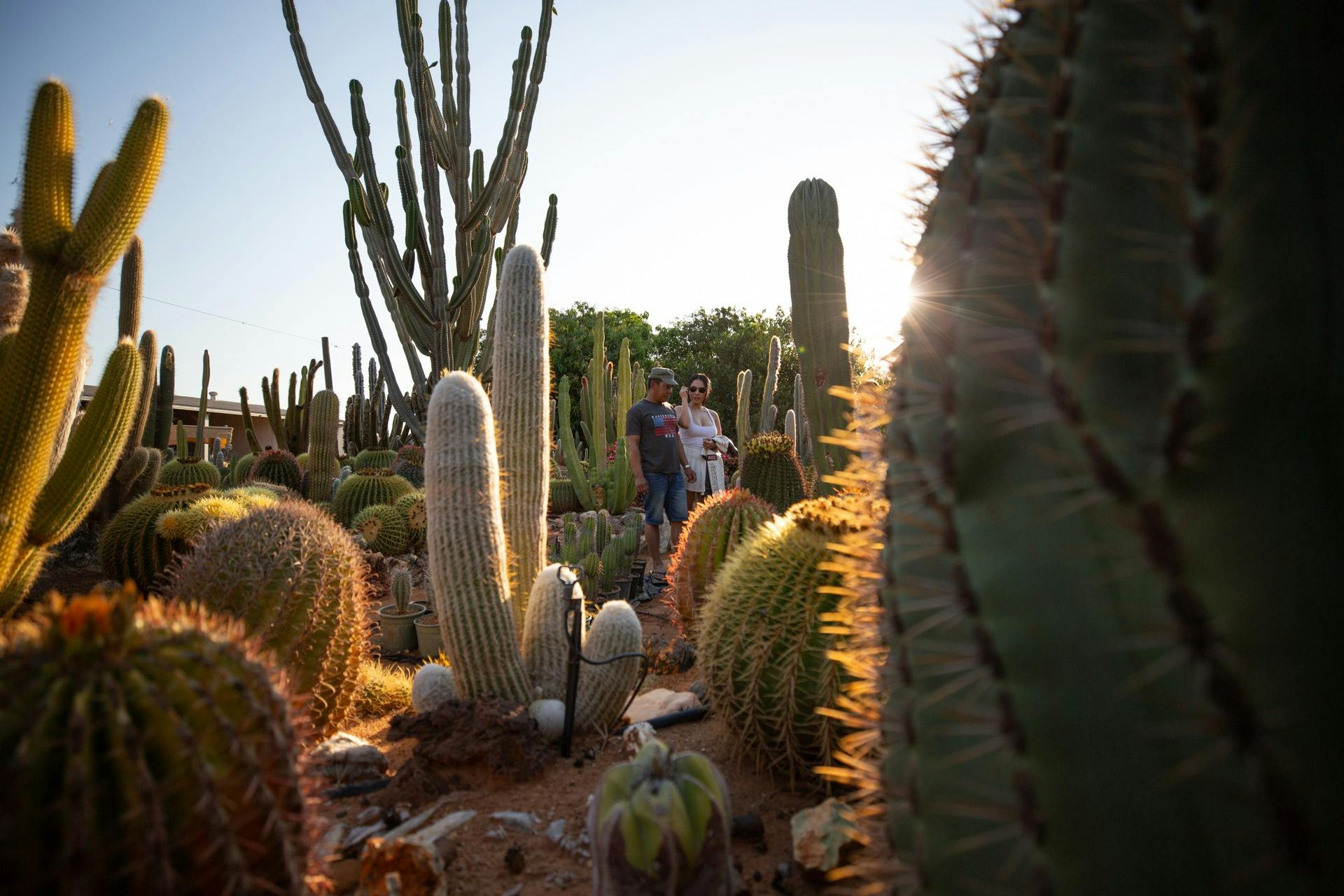 Cactus Garden Carnarvon