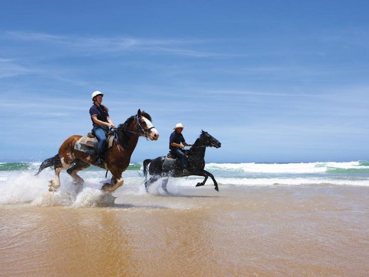 Sahara Trails Horse Riding Port Stephens