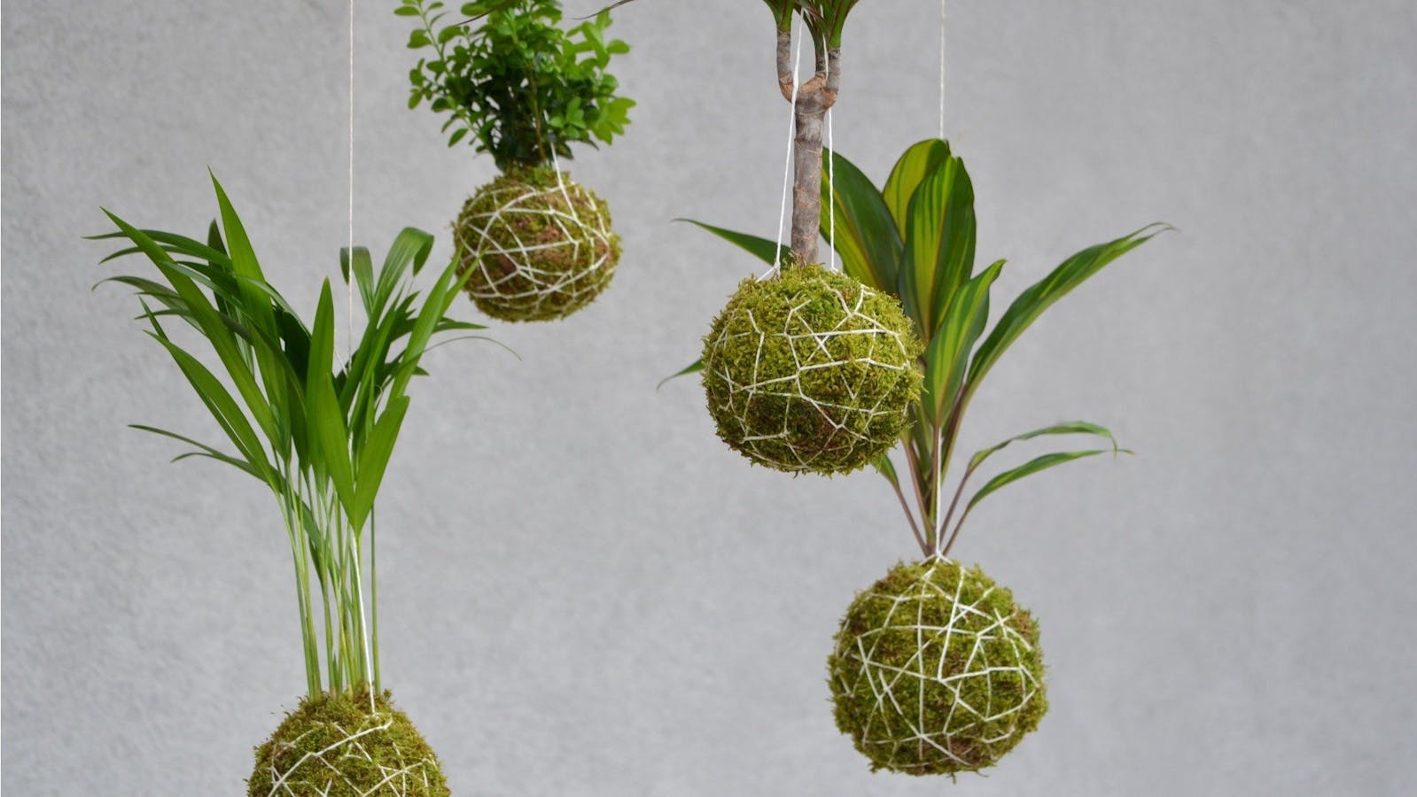 Image for Kokedama Class