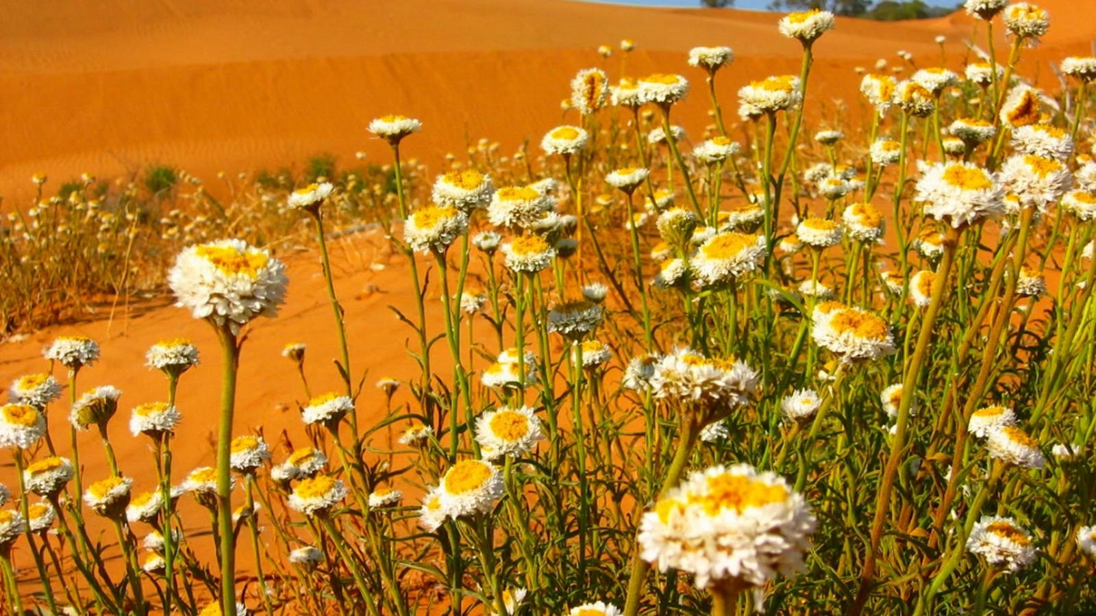 Perry Sandhills